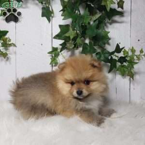 Cody, Pomeranian Puppy