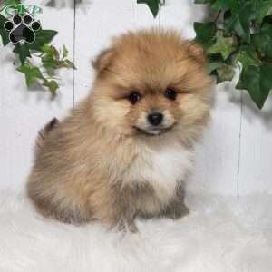 Cody, Pomeranian Puppy
