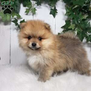 Cody, Pomeranian Puppy