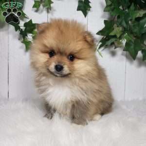 Cody, Pomeranian Puppy