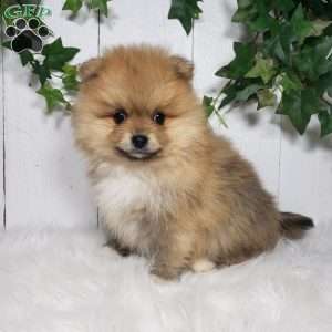 Cody, Pomeranian Puppy