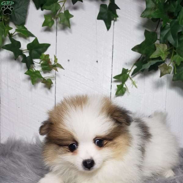 Paige, Pomeranian Puppy