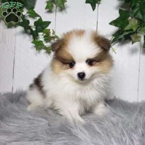 Paige, Pomeranian Puppy