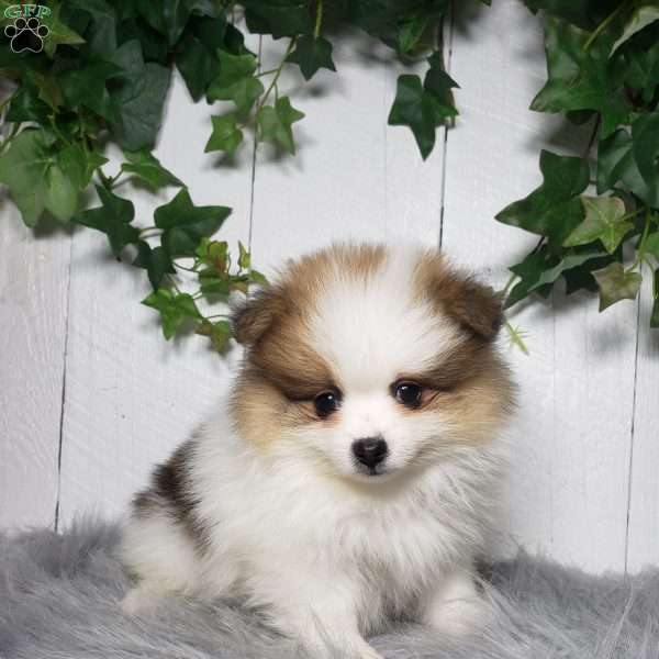 Paige, Pomeranian Puppy