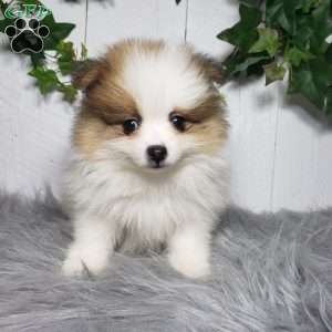 Paige, Pomeranian Puppy