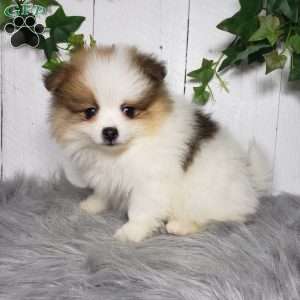 Paige, Pomeranian Puppy