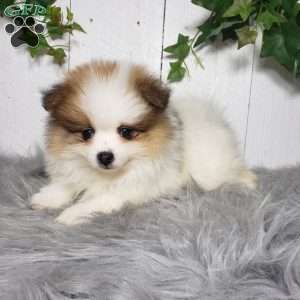 Paige, Pomeranian Puppy