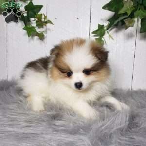 Paige, Pomeranian Puppy