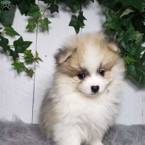 Theo, Pomeranian Puppy