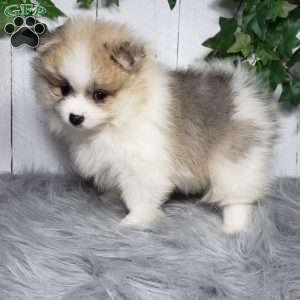 Theo, Pomeranian Puppy