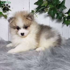 Theo, Pomeranian Puppy