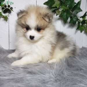 Theo, Pomeranian Puppy