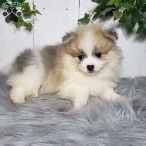 Theo, Pomeranian Puppy