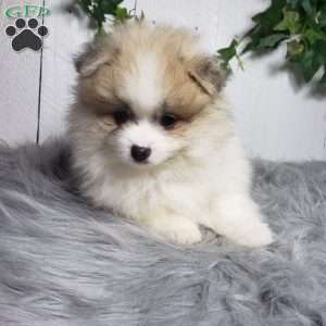 Theo, Pomeranian Puppy