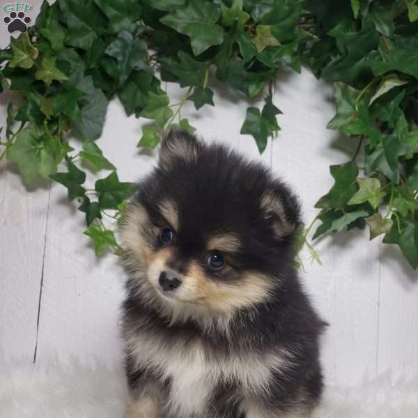 Stella, Pomeranian Puppy