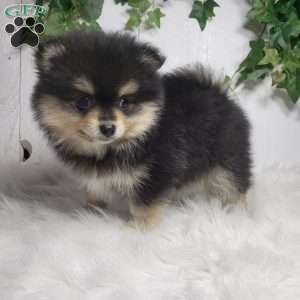 Stella, Pomeranian Puppy