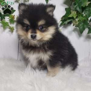 Stella, Pomeranian Puppy