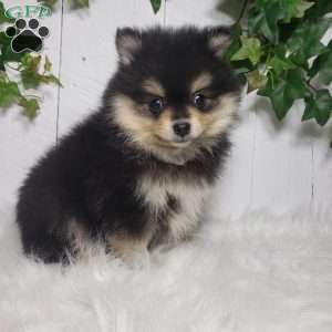 Stella, Pomeranian Puppy