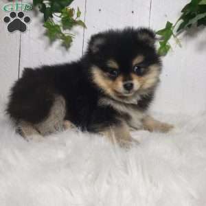 Stella, Pomeranian Puppy