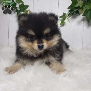 Stella, Pomeranian Puppy