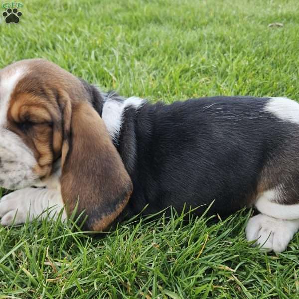 Baxter, Basset Hound Puppy