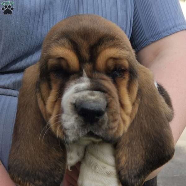 Moose, Basset Hound Puppy