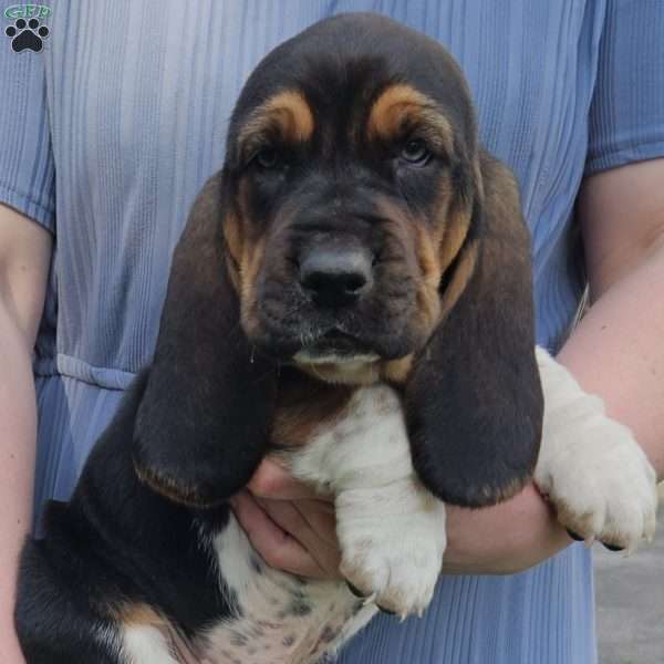 Cooper, Basset Hound Puppy