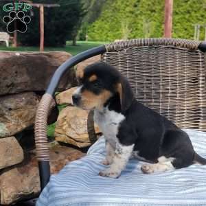Sally, Beagle Puppy