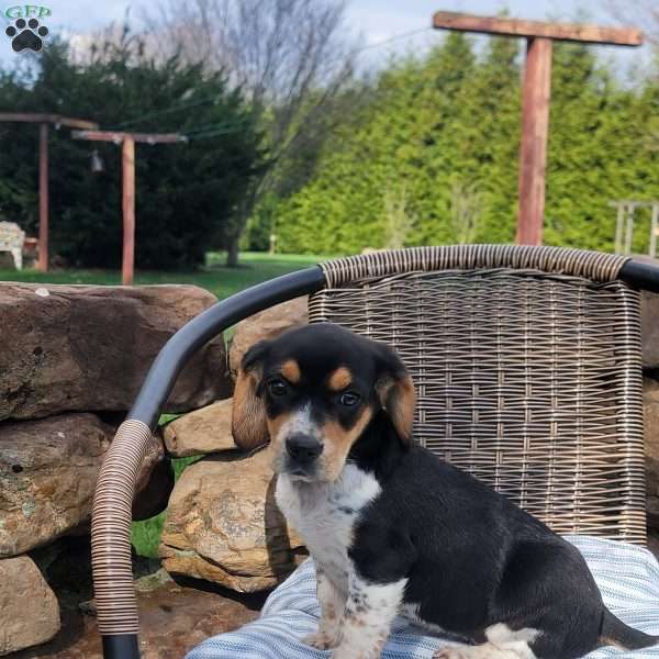Sally, Beagle Puppy