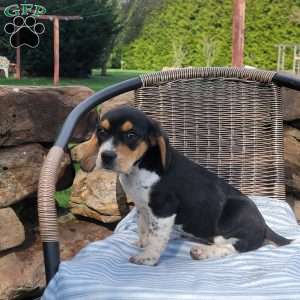 Sally, Beagle Puppy