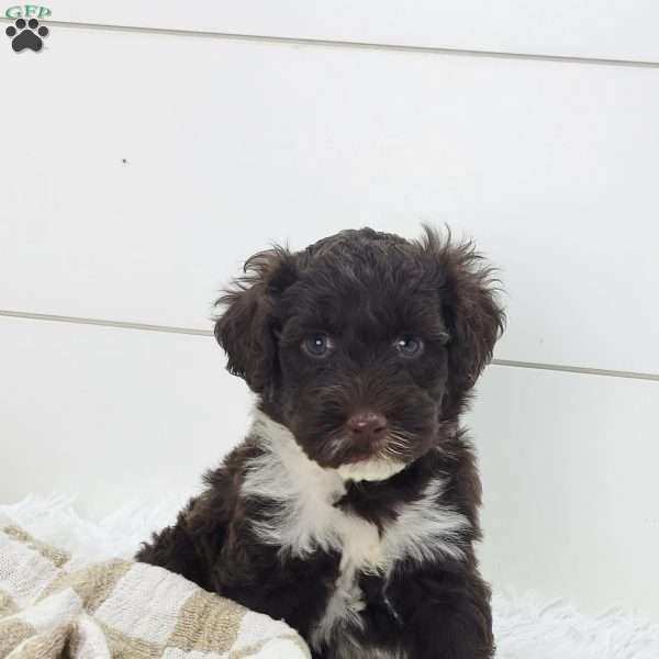Maximo, Portuguese Water Dog Puppy