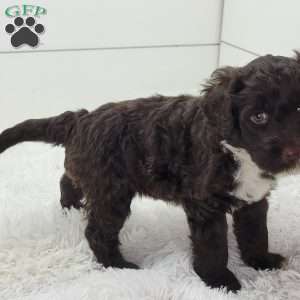 Maximo, Portuguese Water Dog Puppy