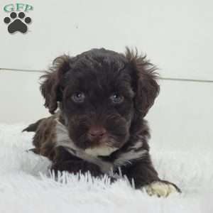 Maximo, Portuguese Water Dog Puppy