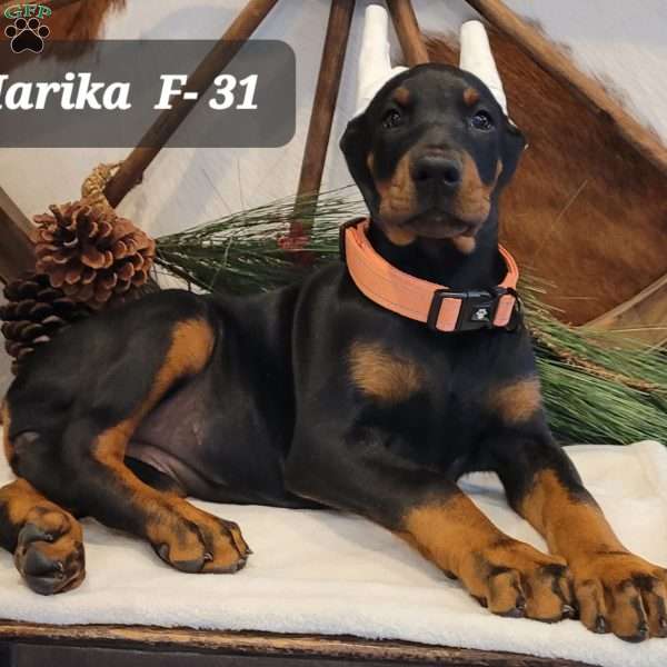 MARIKA, Doberman Pinscher Puppy