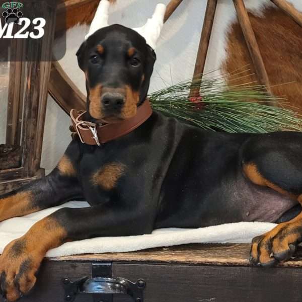 DEUCE, Doberman Pinscher Puppy