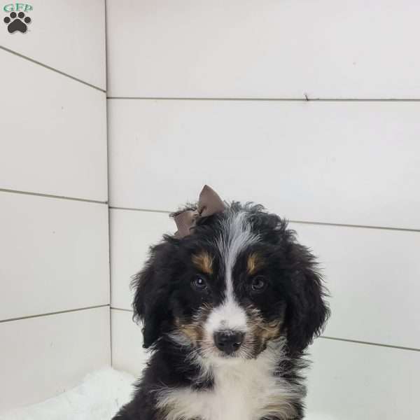 Britt, Bernedoodle Puppy