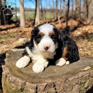Ellie, Mini Bernedoodle Puppy