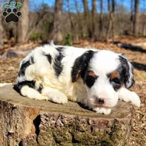 Emmy, Mini Bernedoodle Puppy