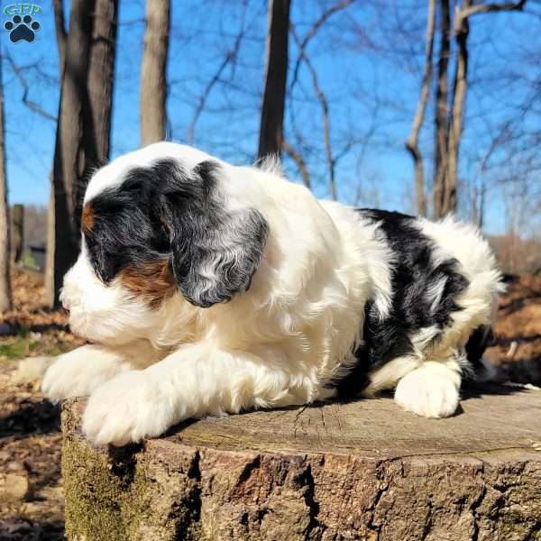 Emmy, Mini Bernedoodle Puppy