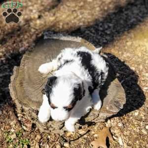 Emmy, Mini Bernedoodle Puppy