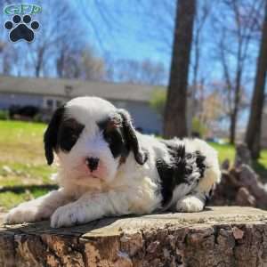 Emmy, Mini Bernedoodle Puppy