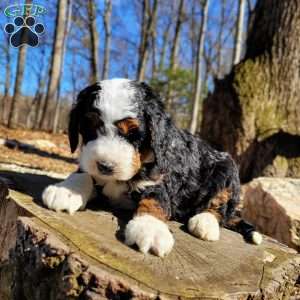 Everest, Mini Bernedoodle Puppy