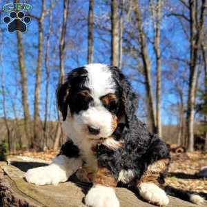 Everest, Mini Bernedoodle Puppy