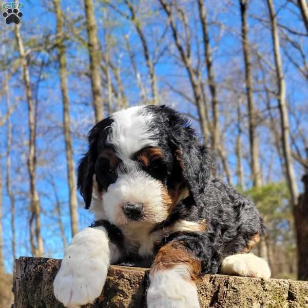 Everest, Mini Bernedoodle Puppy