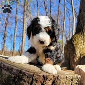 Everest, Mini Bernedoodle Puppy