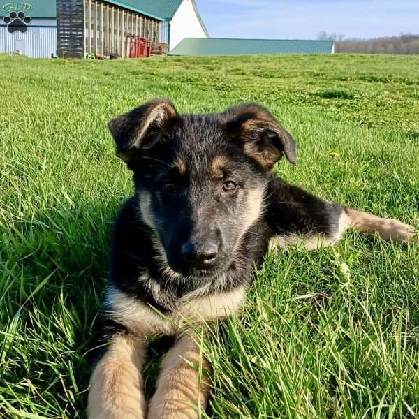 Haven, German Shepherd Puppy