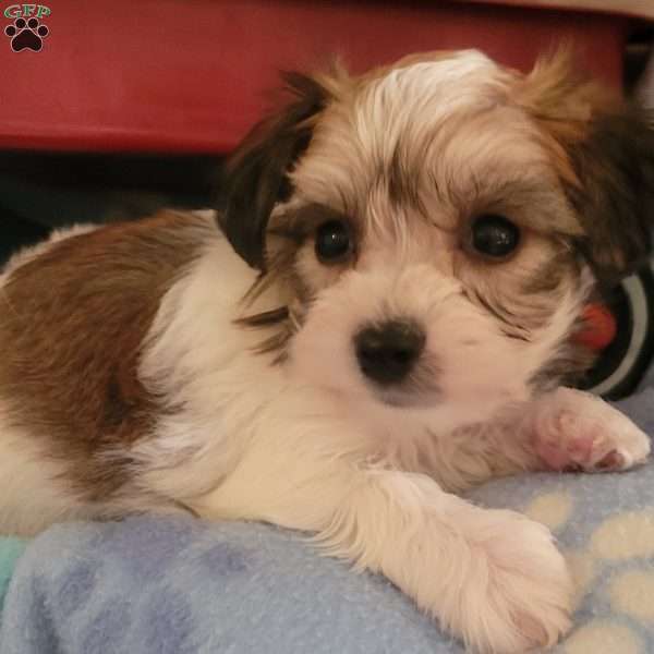 Andy, Yorkie-Chon Puppy