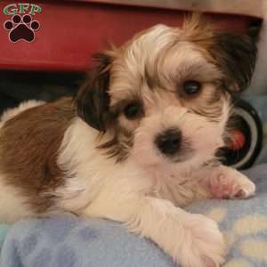 Andy, Yorkie-Chon Puppy