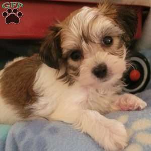 Andy, Yorkie-Chon Puppy