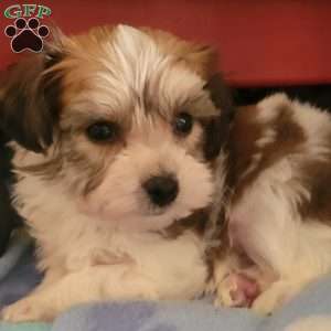 Andy, Yorkie-Chon Puppy